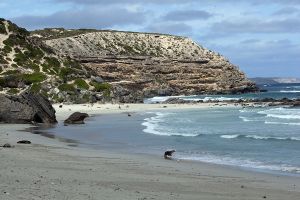 NZ Fur Seals on The  Beach at Kangaroo Island
